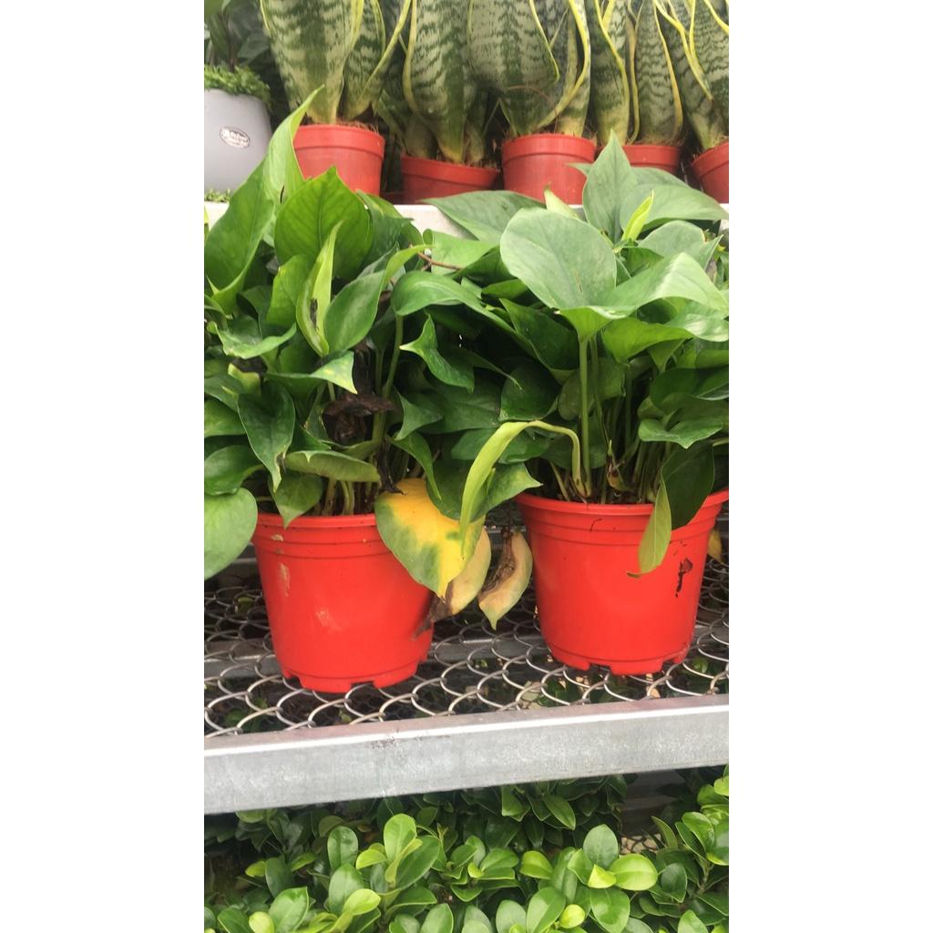 Cây trầu bà tróc bạc,trầu bà trắng