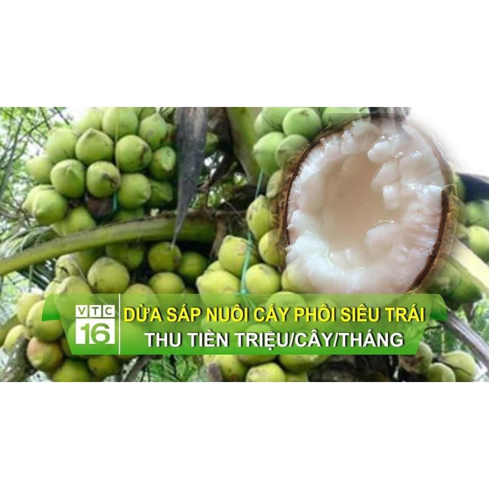 CÂY GIỐNG DỪA SÁP LÙN RẶC F1