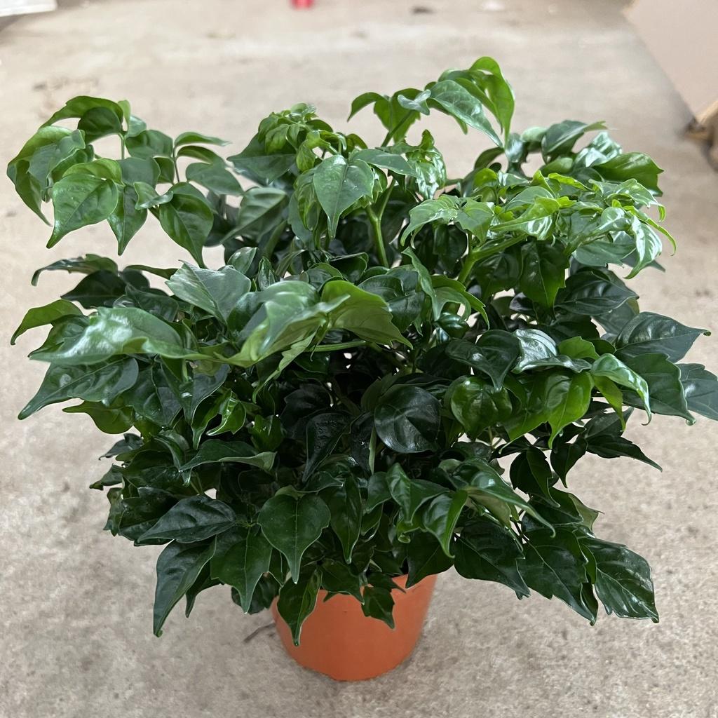 Cây hạnh phúc cỡ nhỏ để bàn cao 15cm, cây cảnh phong thủy mang đến may mắn, thanh lọc không khí
