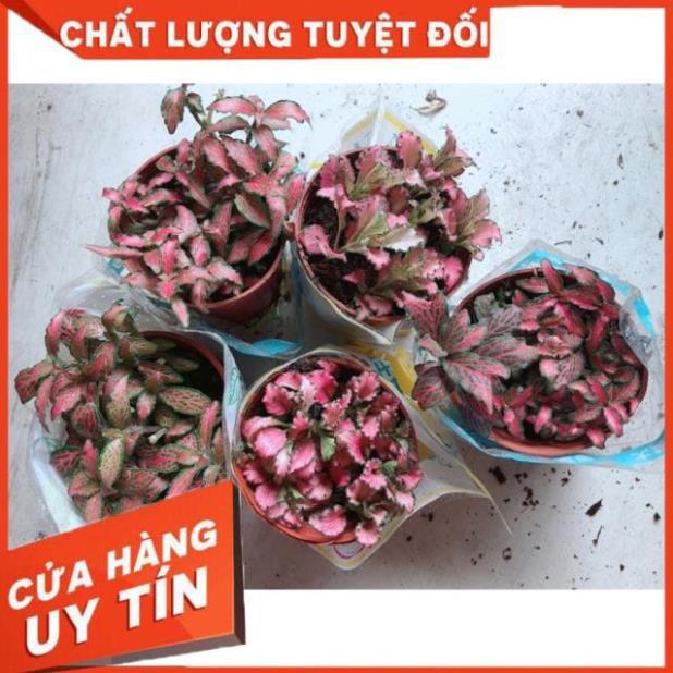 Cẩm Nhung Đỏ 35k/c