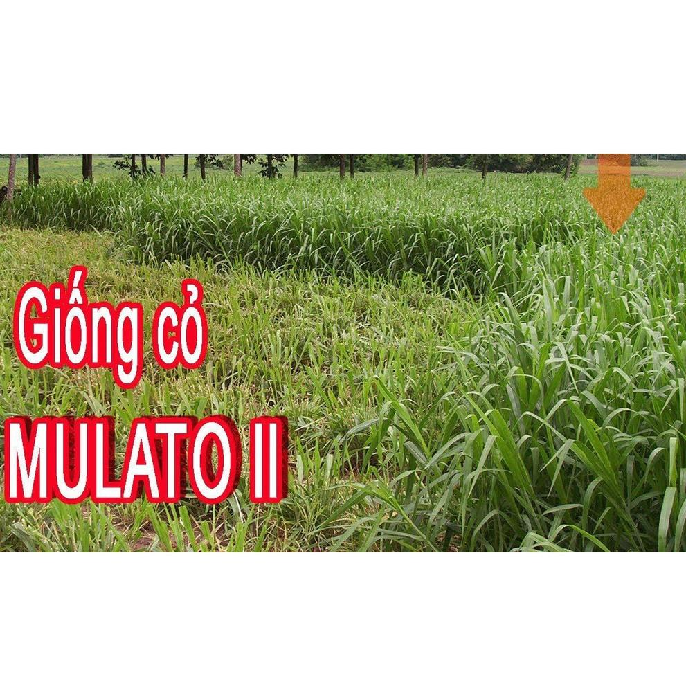 Hạt giống cỏ Mulato II - Cỏ Sả Dinh Dưỡng