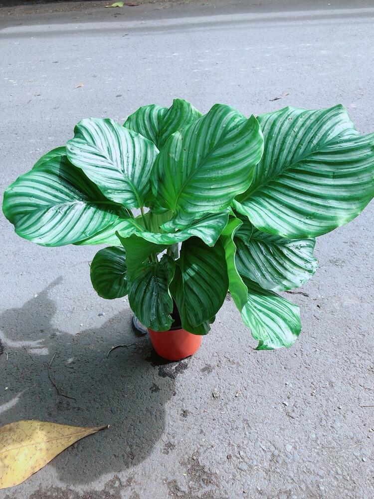 Đuôi Công Táo Xanh