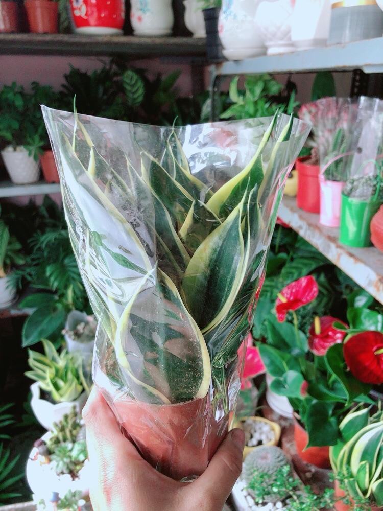 Lưỡi Hổ Thái Xanh