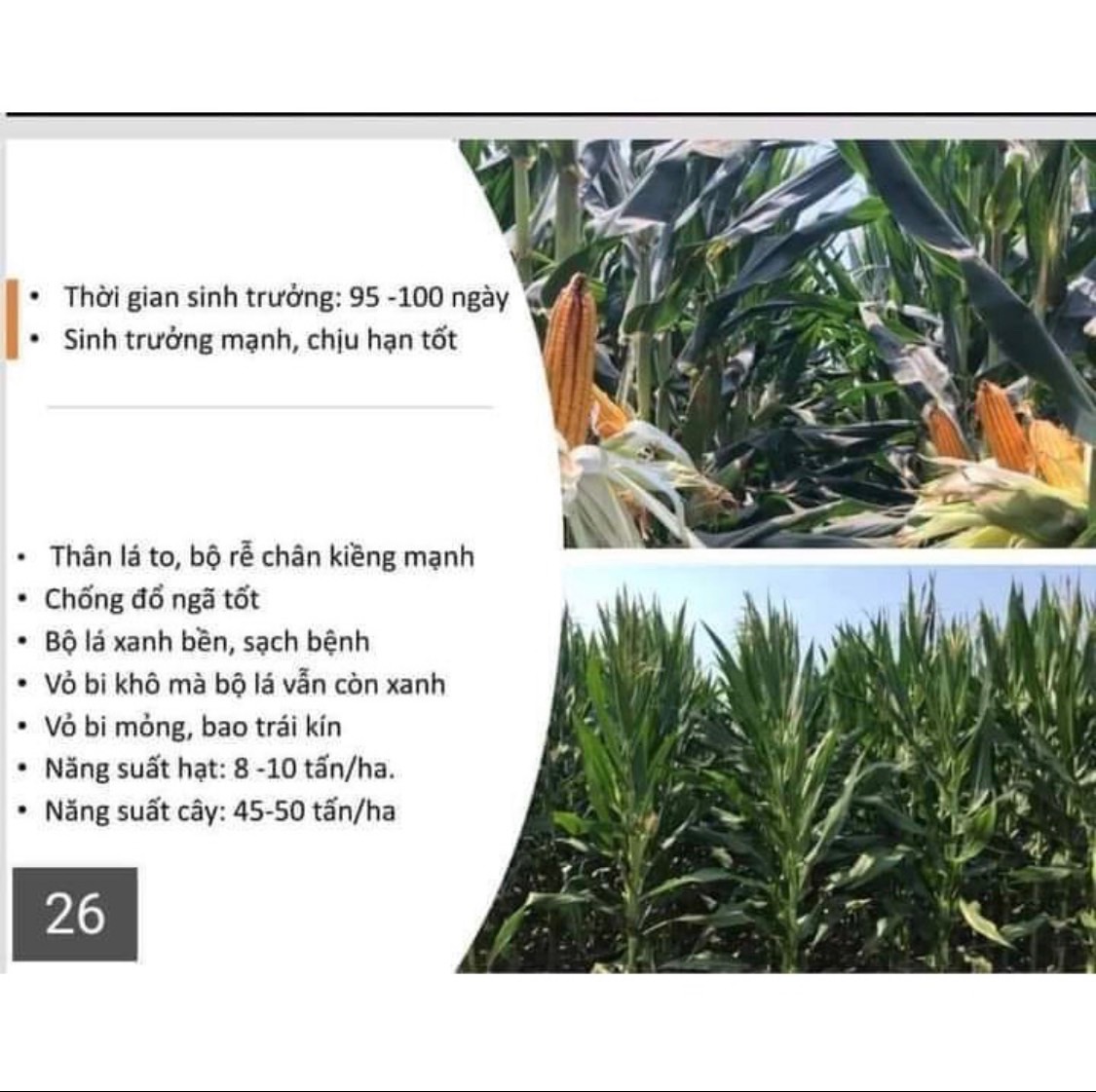 Combo 3 loại hạt giống cỏ chăn nuôi