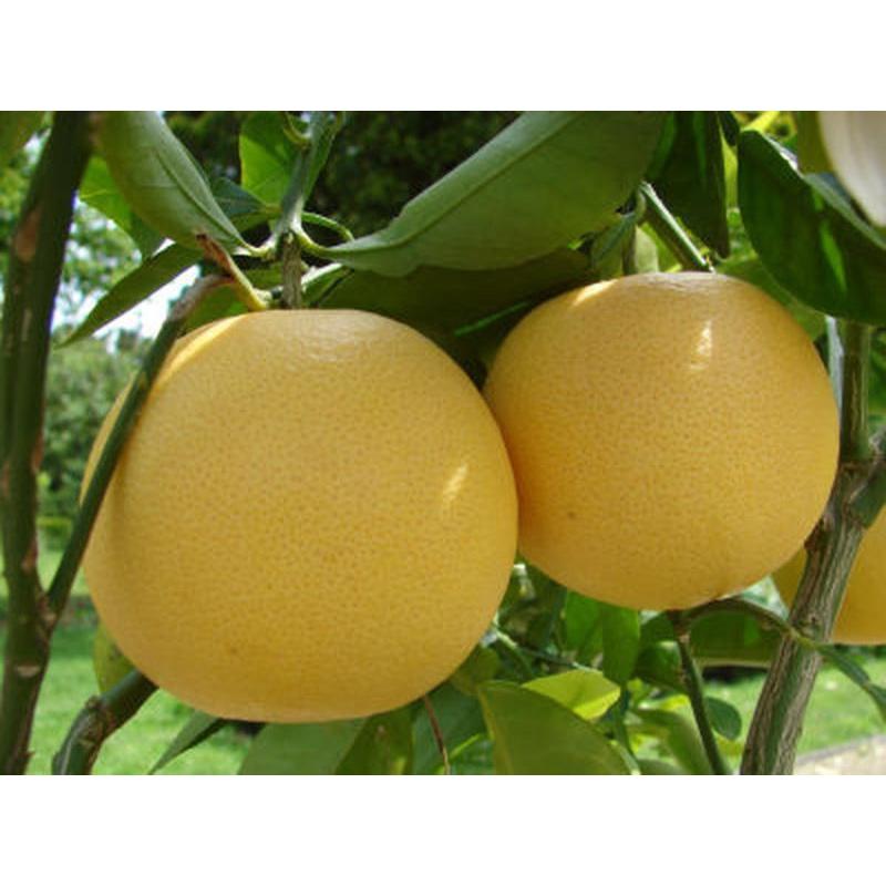 Phân bón Siêu to trái ngọt quả, lớn quả, to quả, siêu ngọt chắc quả ớt, cà chua, dưa hấu, cam bưởi