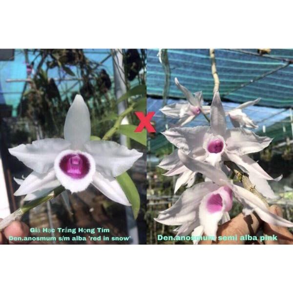 Phi điệp lai cây giống