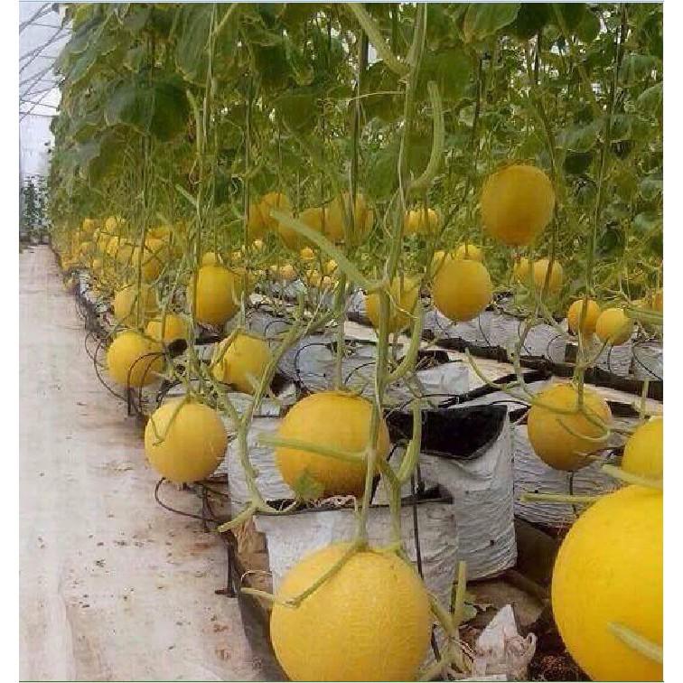 Hạt giống dưa lưới vàng
