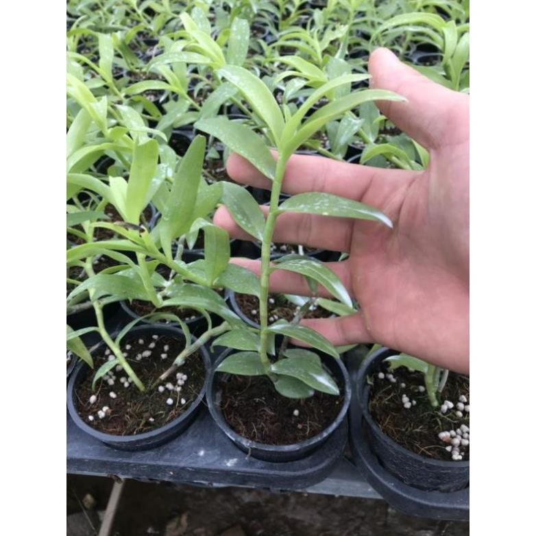 Hoa phong lan - phi điệp phú thọ mắt đỏ