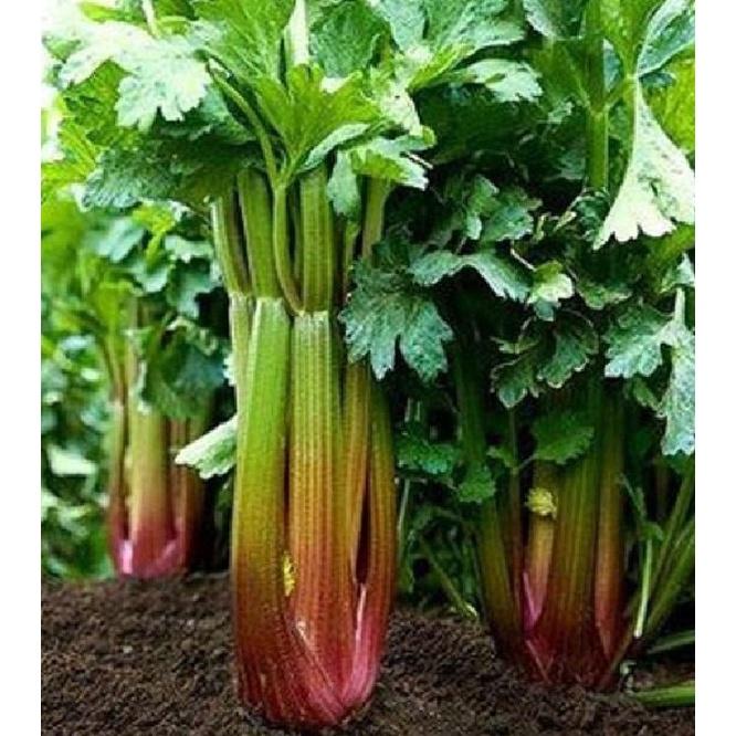 Hạt giống rau cần tây đỏ dể trồng f1 -gói 2gr