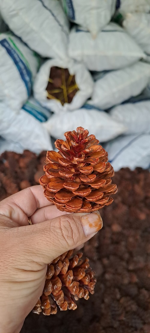 Quả thông trang trí giáng sinh, có sơn phủ bóng