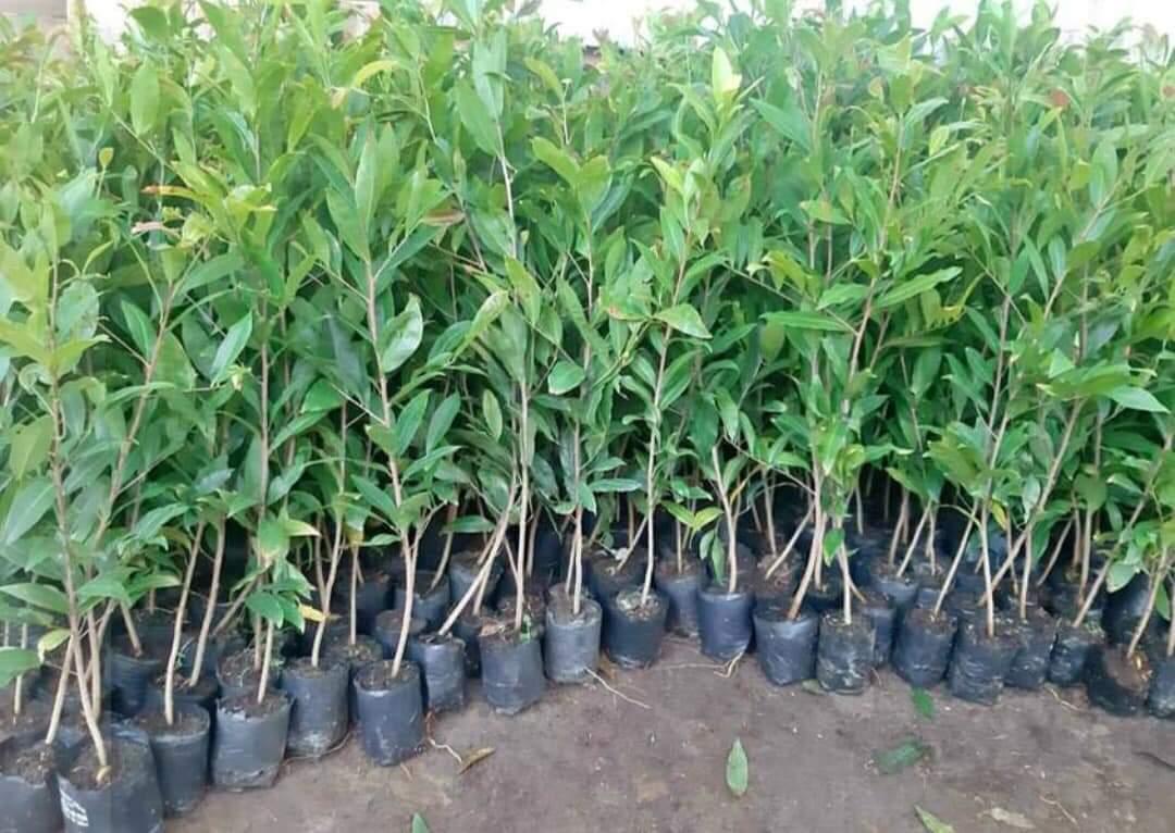 CÂY GIỐNG MAI cánh Xoáy.