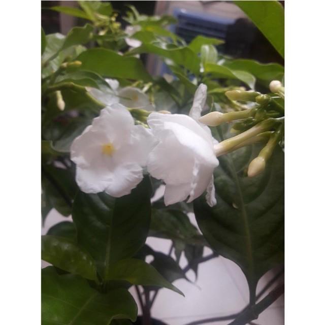 Cây lài hoa hoa to hoa kép rất thơm