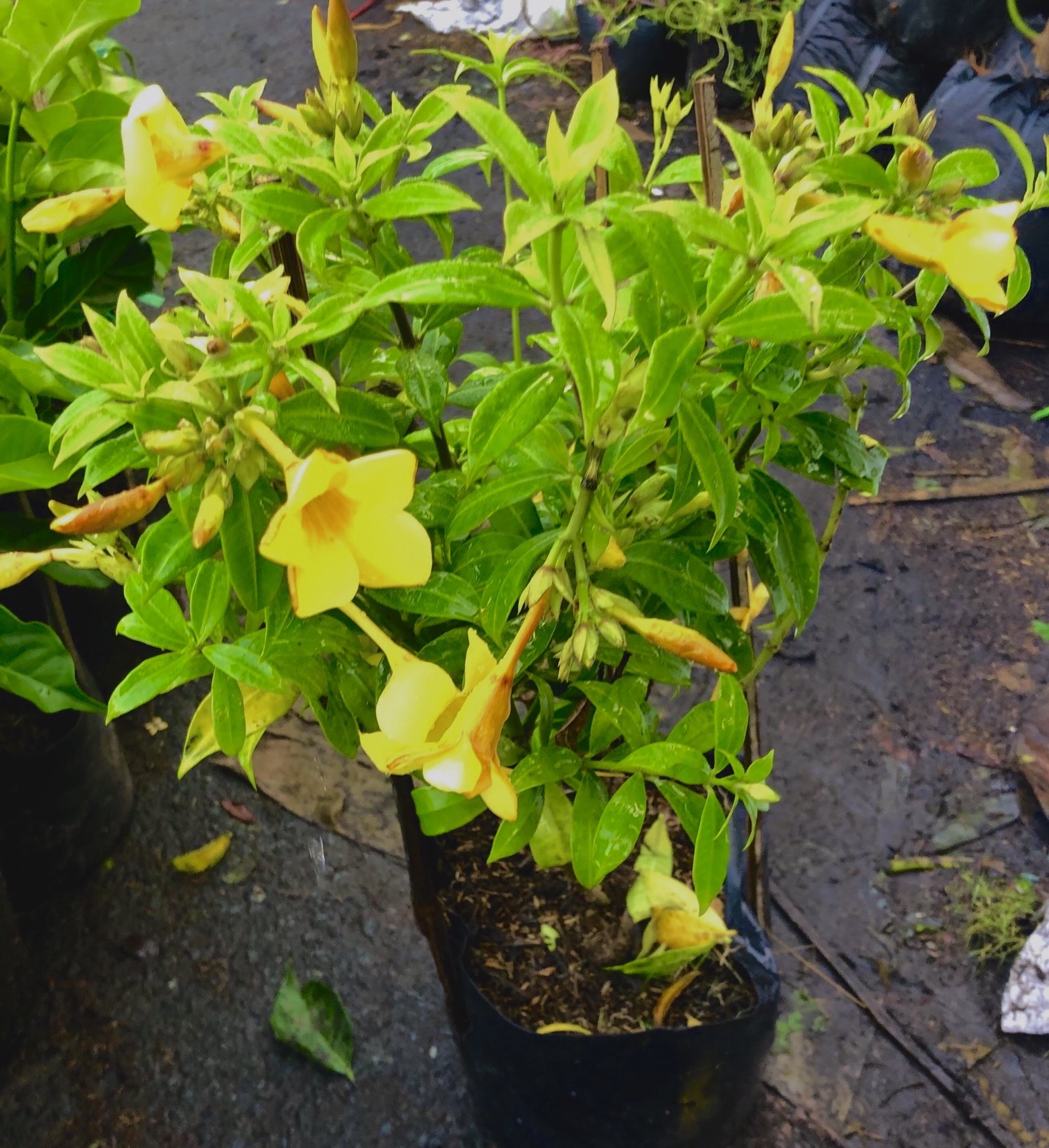 Cây hoa Huỳnh Đệ hoa nhỏ cao 50 - 70 cm
