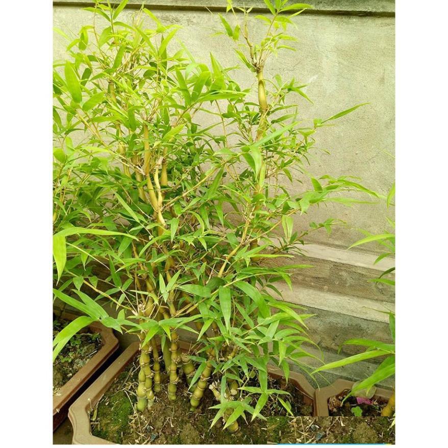 Cây TRÚC ĐÙI GÀ lùn mini nhiều thân, cây đẹp, gửi đi nguyên bầu lớn