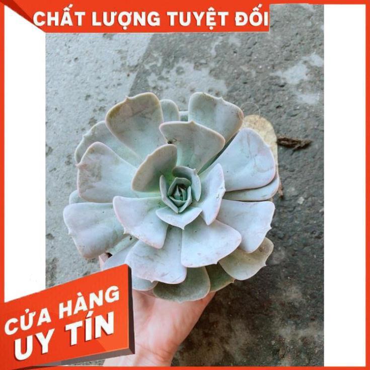 Chậu Sen Đá Hồng Nhiều Người Mua