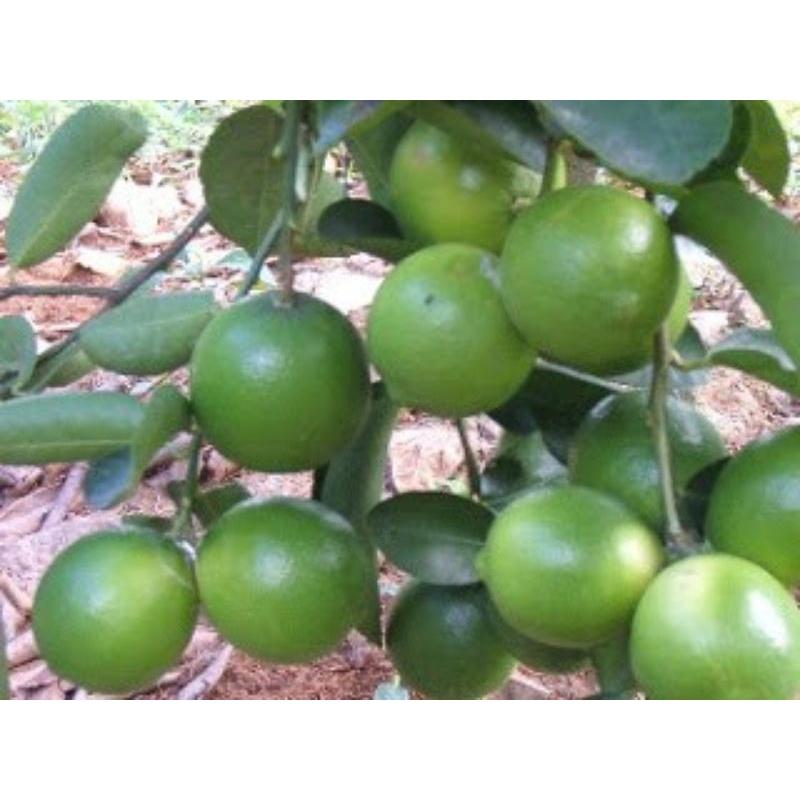 CÂY GIỐNG CHANH GIẤY KHÔNG HẠT