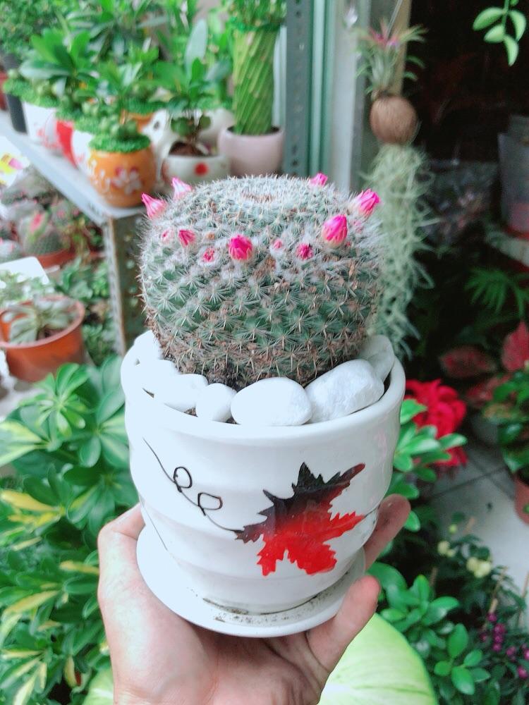 Chậu Xương Rồng Nở Hoa