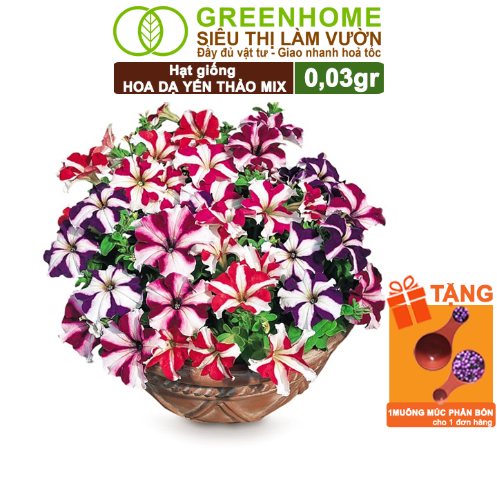 Hạt Giống Hoa Dạ Yến Thảo Sọc, Gói 0,03g, Màu Rực Rỡ, Dễ Trồng Quanh Năm, Nảy Mầm Cao H12