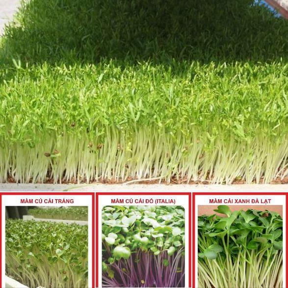 Combo 3 gói hạt giống rau ăn mầm