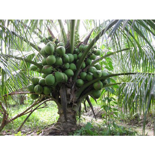 Cây giống Dừa Xiêm Lục