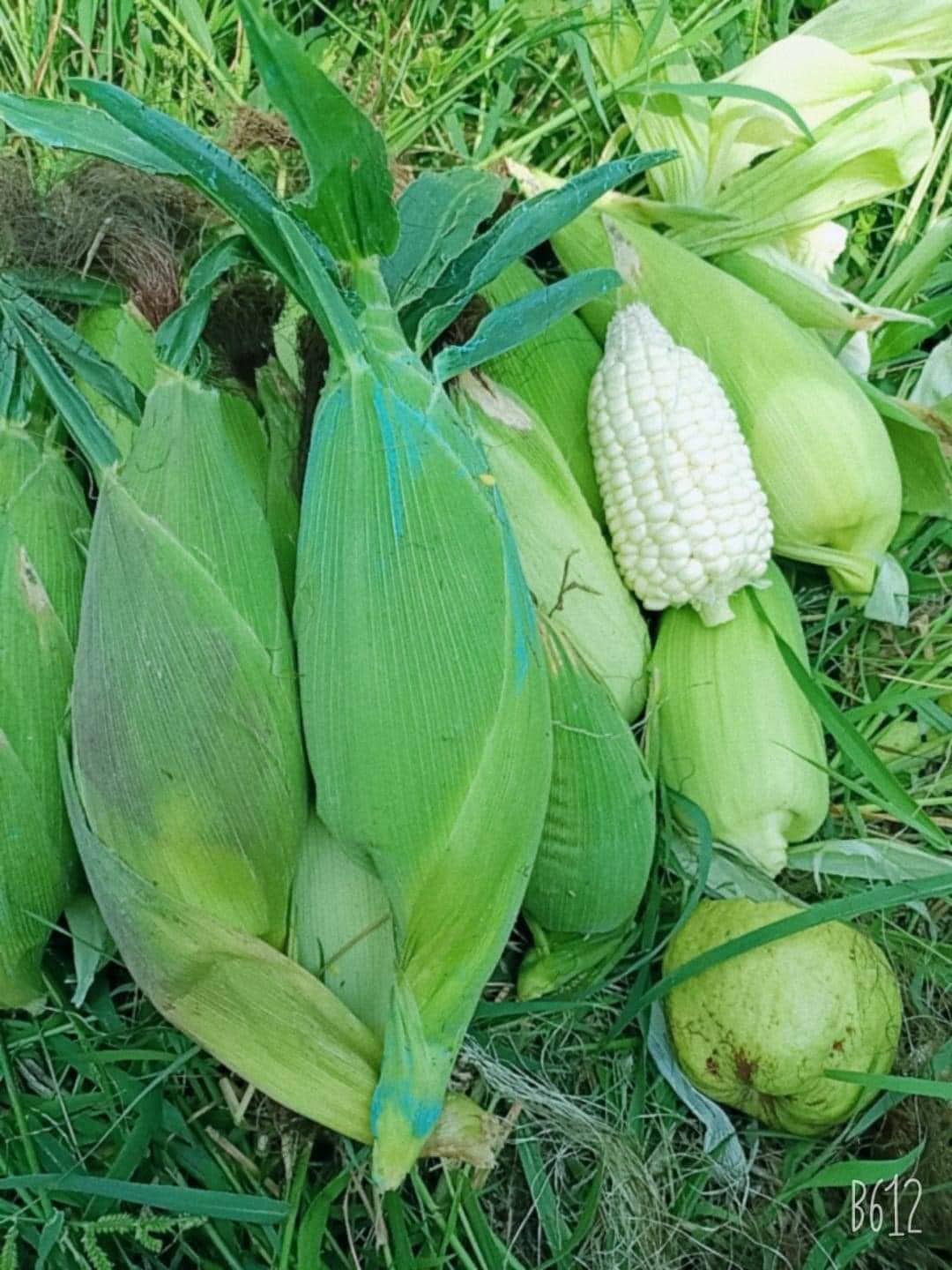 2 kg hạt giống bắp nếp nù sữa tặng hạt giống bắp tím
