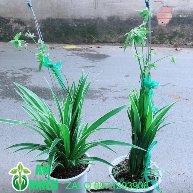 Cặp Cây Dây Nhện