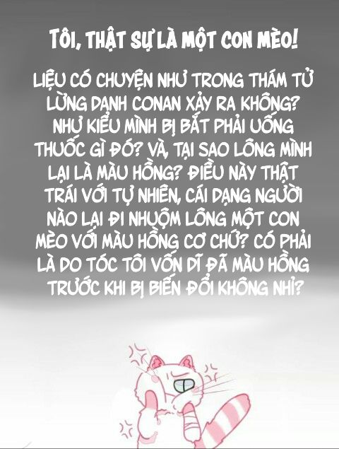 Thế giới của một chú mèo chapter 1