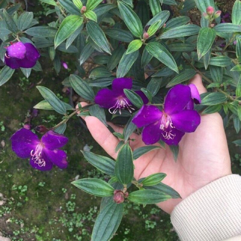 Cây sim tím trồng bịch đen đã có nụ và đang ra hoa