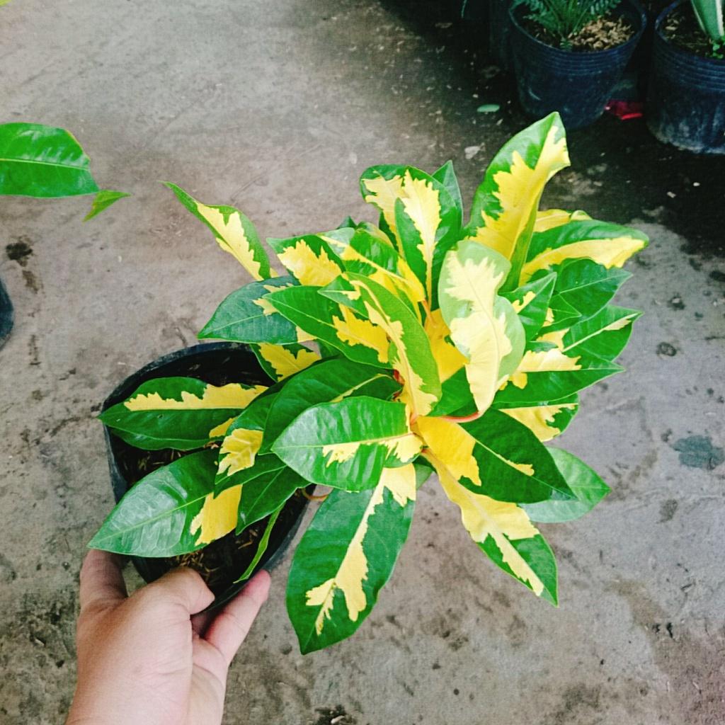 Cây Lá Màu Hoàng Kim - cây cảnh để bàn + tặng phân bón cho cây