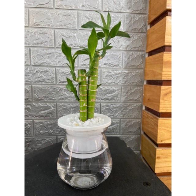 Cây Phát Tài, Cây Phát Lộc Thủy Sinh , cây quá đẹp