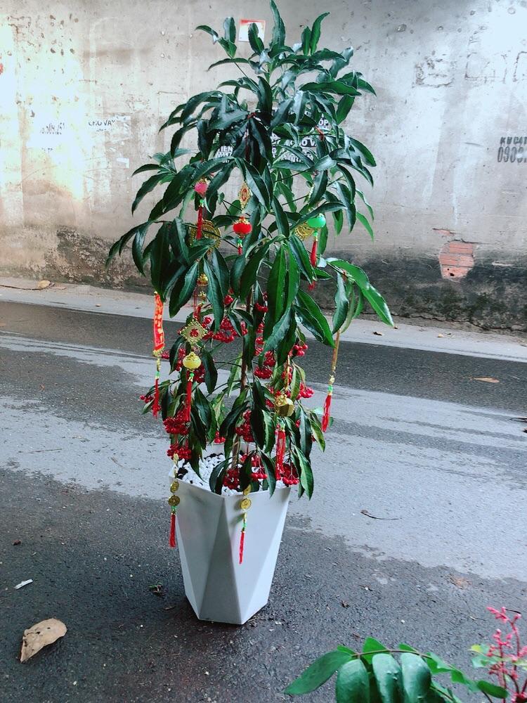 Chậu Cây Kim Ngân Lượng