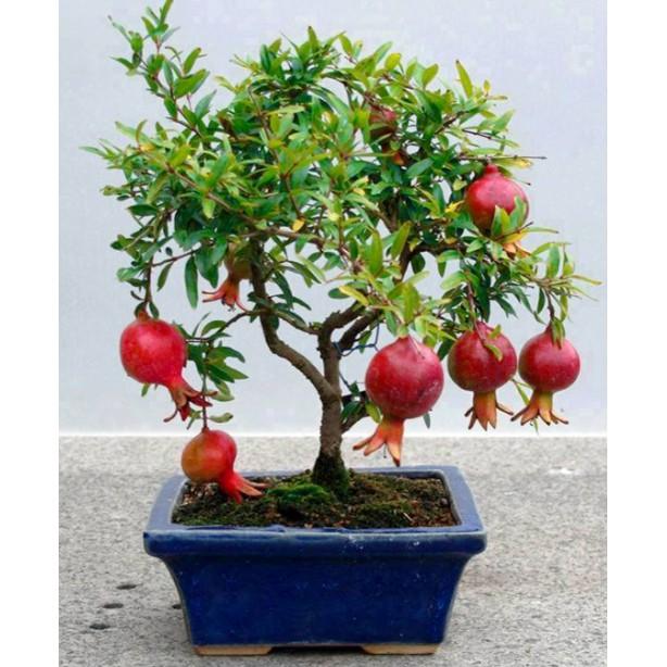Hạt giống lựu lùn siêu quả