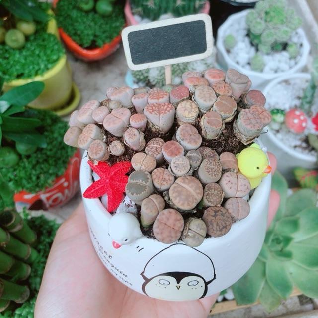 Chậu Cây Lithops