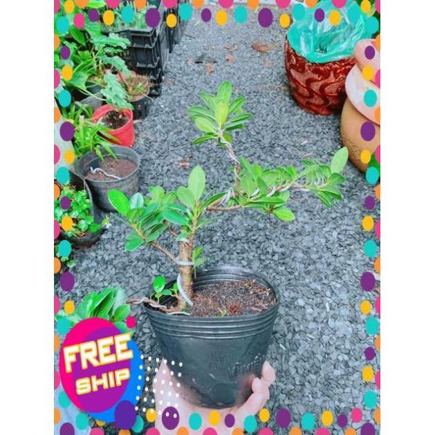 Cây Da Nhật Bonsai