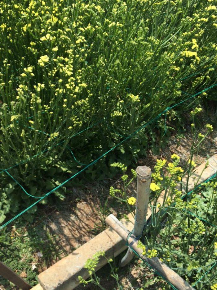 Hạt Giống Hoa Salem nhiều màu