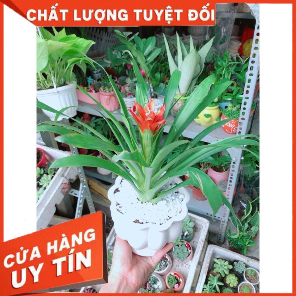 Chậu Phong Lộc Hoa Như Hình