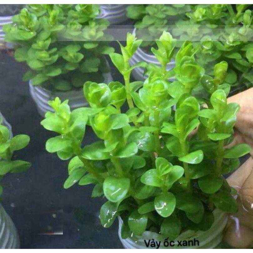 Cây vảy ốc xanh bò thuỷ sinh 15 cây