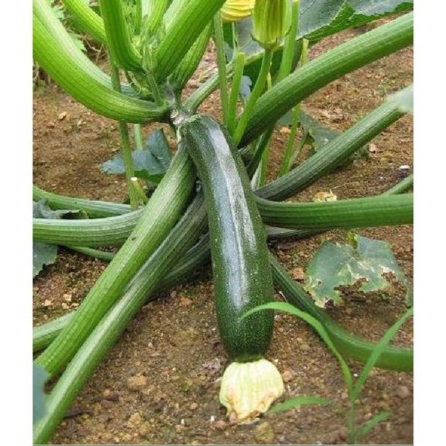 Combo 2 gói Hạt giống bí ngòi xanh quả dài - Gói 10 hạt