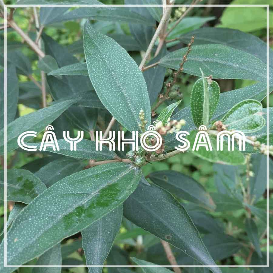 Khổ Sâm khô sạch đóng gói 1kg