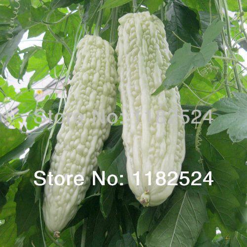 Hạt giống Khổ qua bạch tuyết 5 hạt/gói - Loại quả rất tốt cho sức khỏe