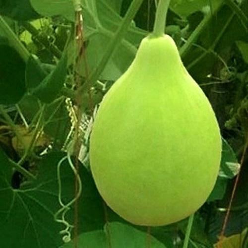 Hạt giống Bầu Tròn