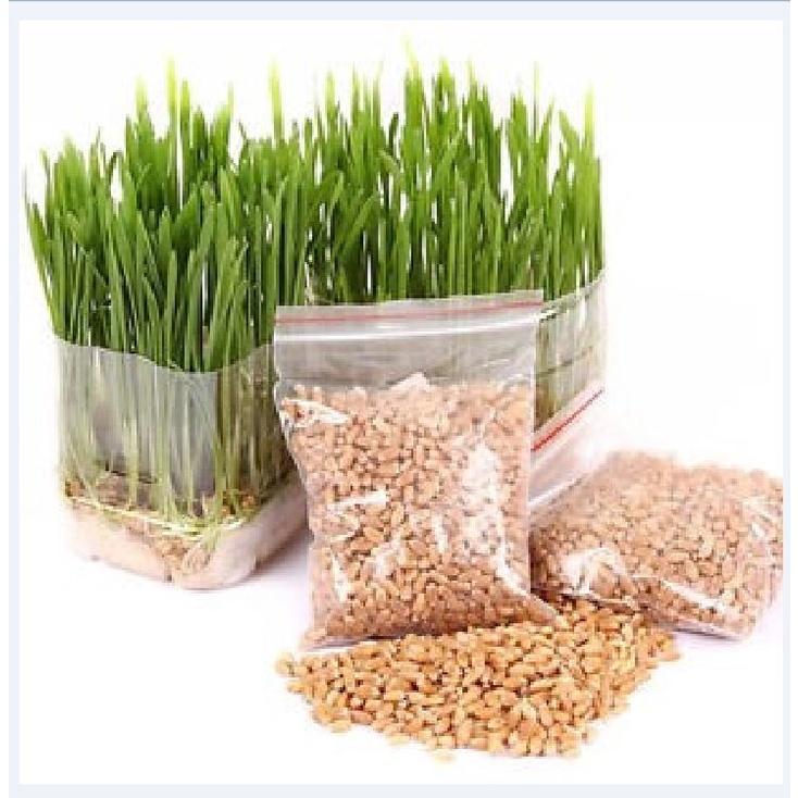 Hạt Giống Mầm Lúa Mạch KNS3416 - Gói 100 gram