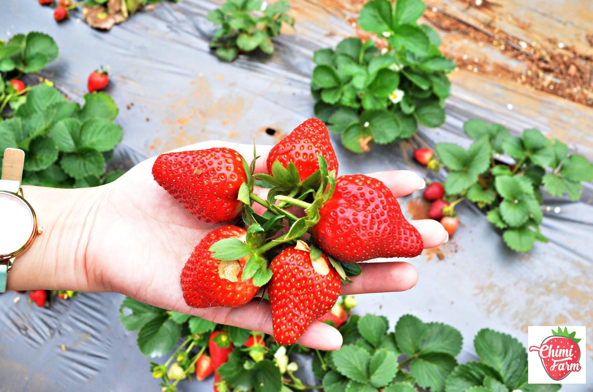 DÂU TÂY HANA NHẬT