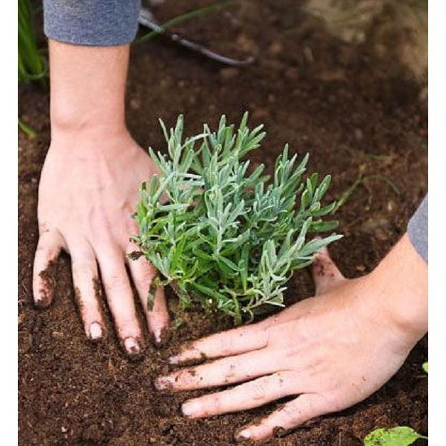 Hạt giống hoa Hương thảo dễ trồng Rosemary seeds