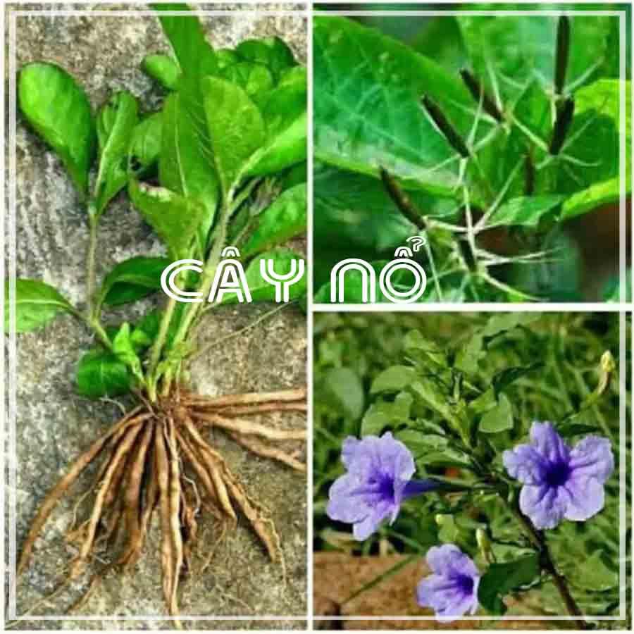 Cây Nổ khô sạch 500gram