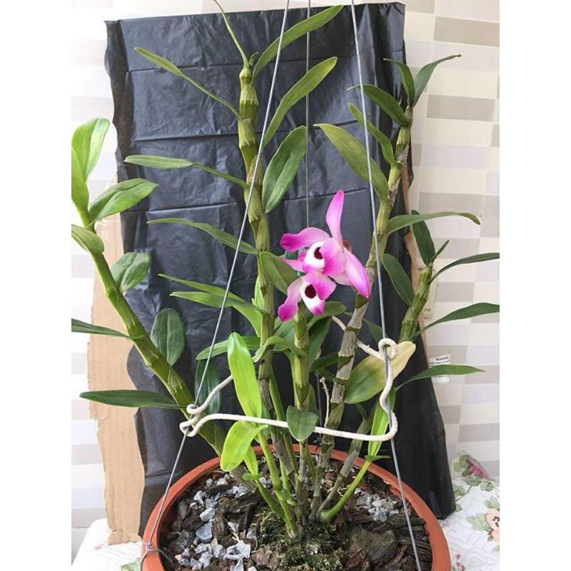 Dớn trắng chất trồng hoa lan 200g