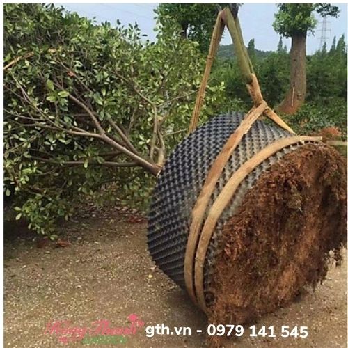 Bầu Ươm Cây V6, Bầu Ươm Thông Minh Cao 20cm đến 1m