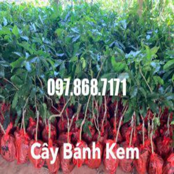 Cây Bánh Kem