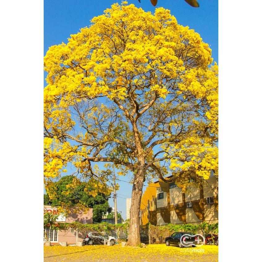 Những hình ảnh hoa phượng đẹp nhất