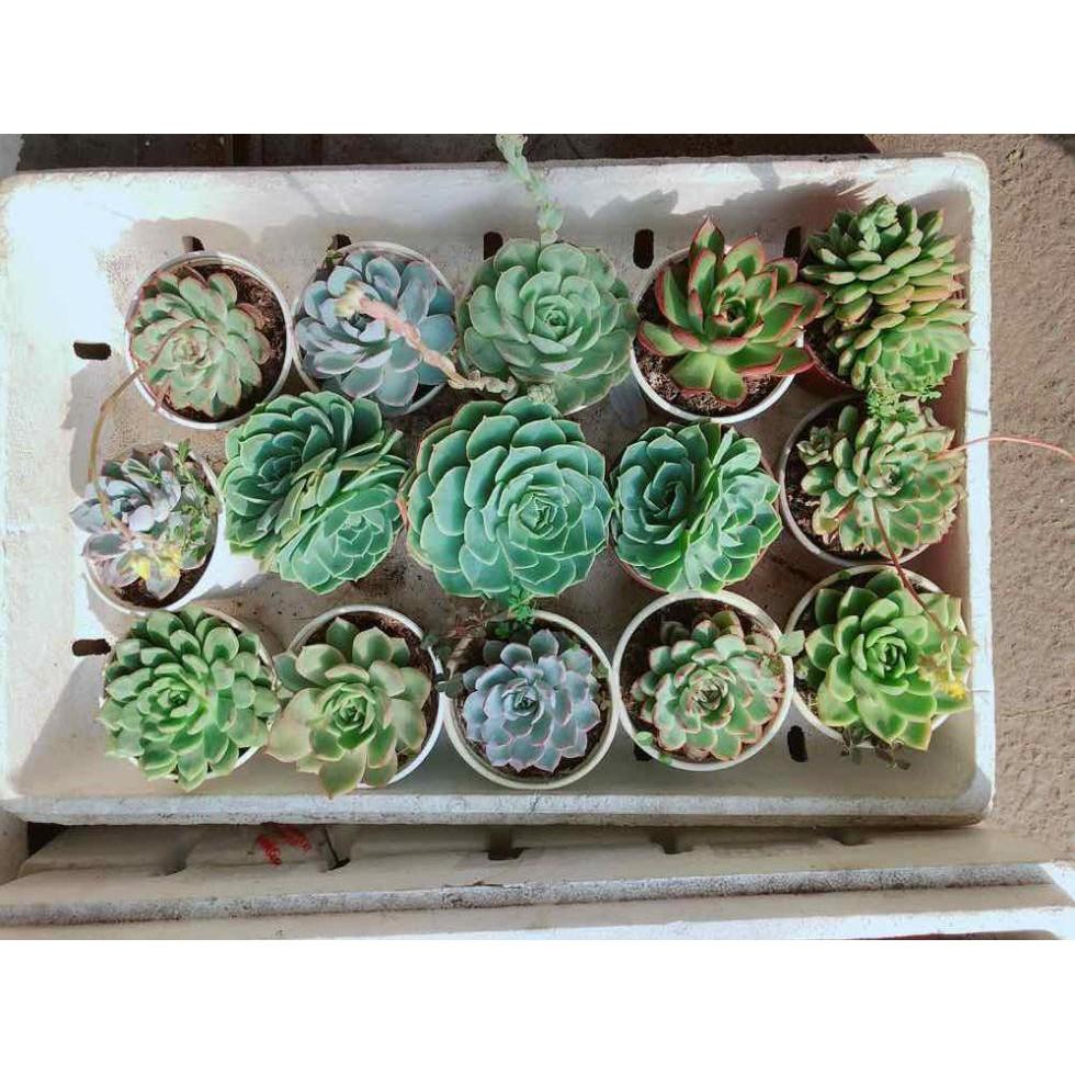 Combo sen đá bánh bao xanh kèm chậu sứ Bán Chạy